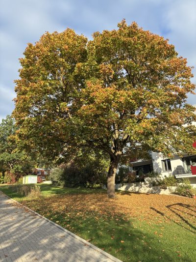 Herbstlaub